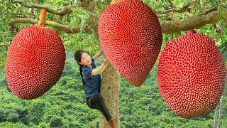 Harvesting Thailand’s Amazing Red Jackfruit Go to Market Sell | Ella New Life