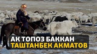 "Кирешелүү жана ылаңдабайт". Ак топоз баккан Таштанбек Акматов