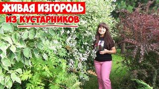 5 лучших кустарников для живой изгороди! Цветущие, быстрорастущие, неприхотливые!