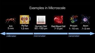 Building Biologically Inspired Nano-Bots