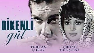 Dikenli Gül Türk Filmi | FULL | TÜRKAN ŞORAY | ORHAN GÜNŞIRAY