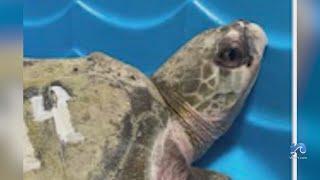 Cold-stunned turtles turning up in NC and VA