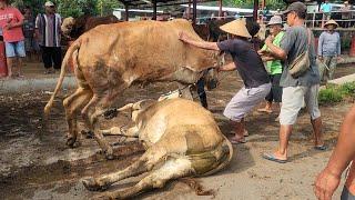 MENGERIKAN ️SAPI NGAMUK LEPAS KENDALI PASAR KOCAR KACIR 