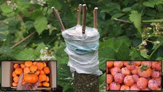 How to graft persimmon tree