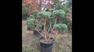 Pinus sylvestris Watereri - Niwaki