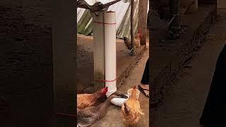 DIY chicken self feeding tool using PE pipe