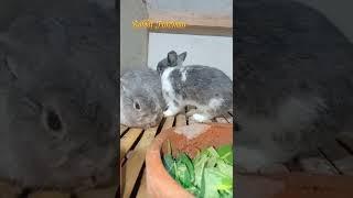 ciri ciri kelinci berhasil kawin #kelinci #shorts #videoshorts