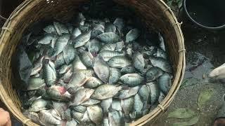 Amazing Fish Market | Biggest Fish Market In kaliakair Bazar Gazipur Dhaka Bangladesh