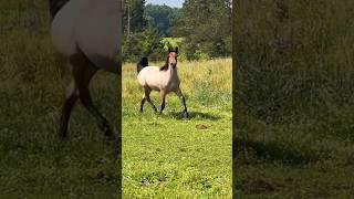 This Unhandled Filly Proved Us All Wrong!