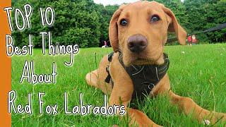 Top 10 Best Things About Red Fox Labrador Puppies 