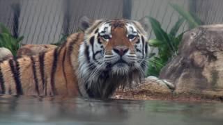 LSU's Mike The Tiger VI  Memories and Memorial RIP