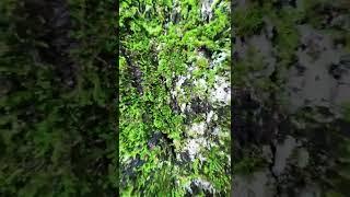 Use a big tree to shoot a microscopic world like this! #shorts