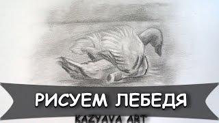 Как нарисовать лебедя карандашом легко и быстро. How to draw a swan with a pencil easy-Kazyava Art