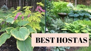 DIY SHADE GARDEN, HOSTA TOUR, BEST HOSTAS!