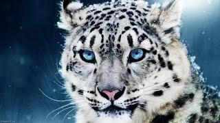 Awesome Animals HD 1080p & 3D