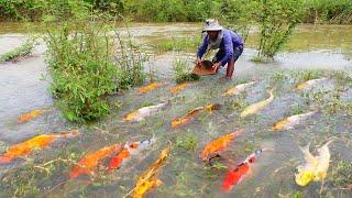 wow amazing! today catch a lots of beautiful japan koi fish and nice orenda red carp fish