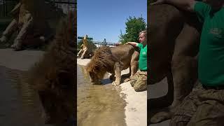 Лев Зубков привел льва Чука на водопой)