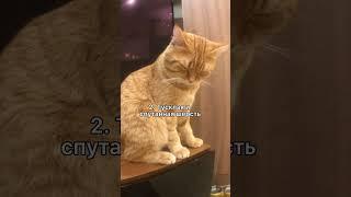 4 признака что у котика Глисты.#shorts