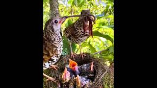 #dad #fathersday #birds #happy #chicks #sn2sg #sunnight #sunnightmusic #vibes #feed #care #superdad