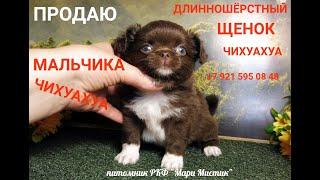 Длинношерстный МАЛЬЧИК #чихуахуа ПРОДАЮ #цена УКАЗАНА в ВИДЕО +7 921 595 08 48 #купитьчихуахуа