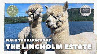 Walk With Alpacas at The Lingholm Estate