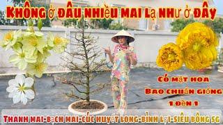 9/3️0706938527 Quế Anh️Mai Vàng Giá Rẻgiảo nhung-sbbl-sbsg-cúc thọ hương-thanh mai