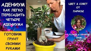 Пересадка адениума видео | Грунт для адениума своими руками