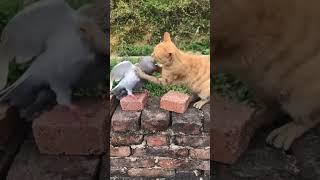 Cat and pigeon funny fight #childrensmusic #youtuber #youtubeshorts #kitten #pixel