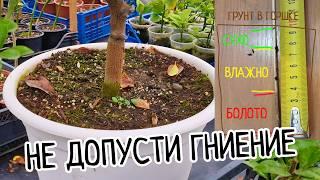 Полив лимонов. КАК ПОЛИВАТЬ цветы в горшках? ПРОСТО И ПОНЯТНО! Правильный полив домашних растений.