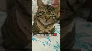 Adorable kittupie #shorts #viral #trending #tiktok #fyp #youtubeshorts