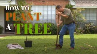 How to Plant a Tree in your Yard