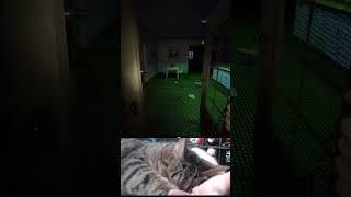 my cat is trying to kill me!!! | #w0lfinn on #Twitch
