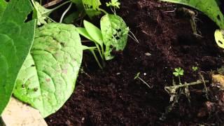 How to harvest potatoes