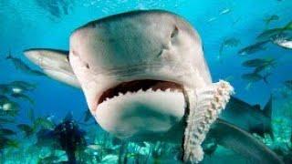 #infomachine# Top 5 Sharks That Rule The Sea