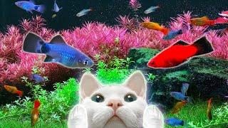 Fish Video for cats 11Hours고양이가 좋아하는 화면 11시간물고기/하프음악/고양이예능/힐링영상/고양이tv(Harp/Relaxing)(외출용ver.)