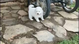 With Lovely Smile kennel - Samoyed litter B - 5 weeks old - in the garden4