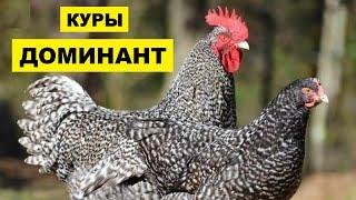 Разведение кур породы Доминант как бизнес идея | Куры Доминант