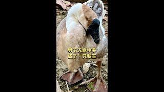 男子無意間養了一隻31斤的鵝王，能看家護院的大鵝，有人出價1100都不賣 goose king #尋味世界 #emiliasonchifolia #goodmethod #gooseking