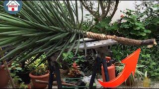 Replant a broken yucca .1080p HDV