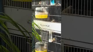 the birds are bathing