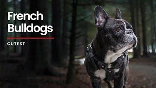 All you need to know about the French Bulldog | Frenchies and more