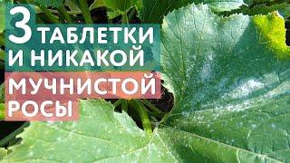 3 таблетки ЭТОГО и никакой мучнистой росы и фитофторы: профилактика и лечение грибковых заболеваний