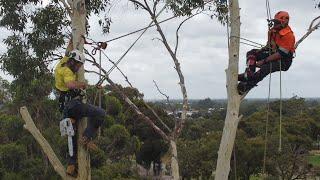 The TAFE Certificate 3 in Arboriculture