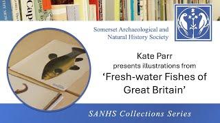 'Fresh-water Fishes of Great Britain' | SANHS Collections Series | Presented by Kate Parr