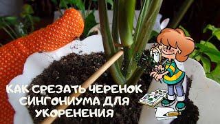 Как  и какие черенки я срезаю для размножения не кустового сингониума