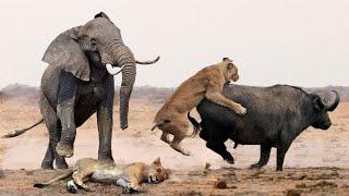 Extreme fights Elephant vs Lion to save buffalo, Wild Animals Attack