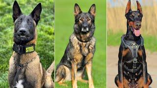 These are the 10 Best Military And Police Dog Breeds