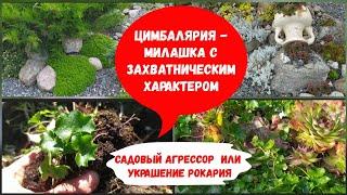 Цимбалярия - милашка с захватническим характером.Садовый агрессор или украшение рокария.