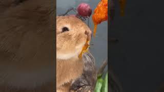 The little rabbit eats persimmons so cute that it explodes. The little rabbit has a pastoral cut