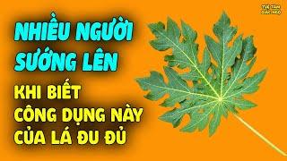 Bất Ngờ Với CÔNG DỤNG MỚI Của Lá Đu Đủ, Nhiều Người Sướng Lên Khi Biết Điều Này